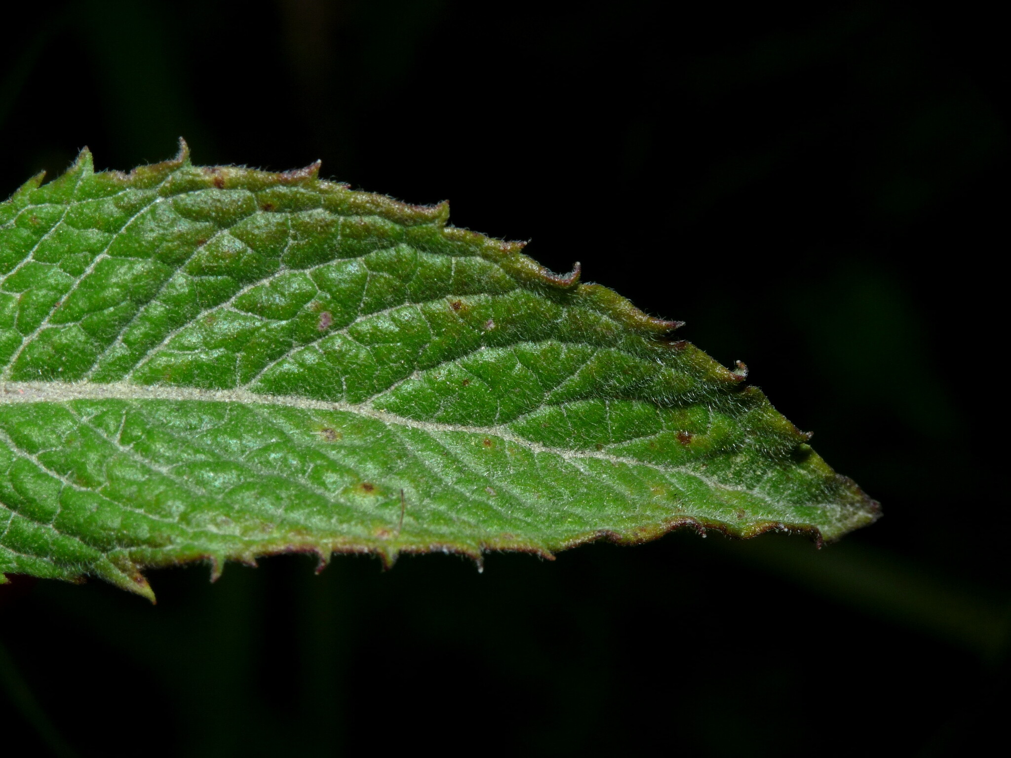 Imagem de Hortelã-verde