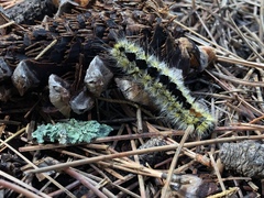 Lophocampa ingens