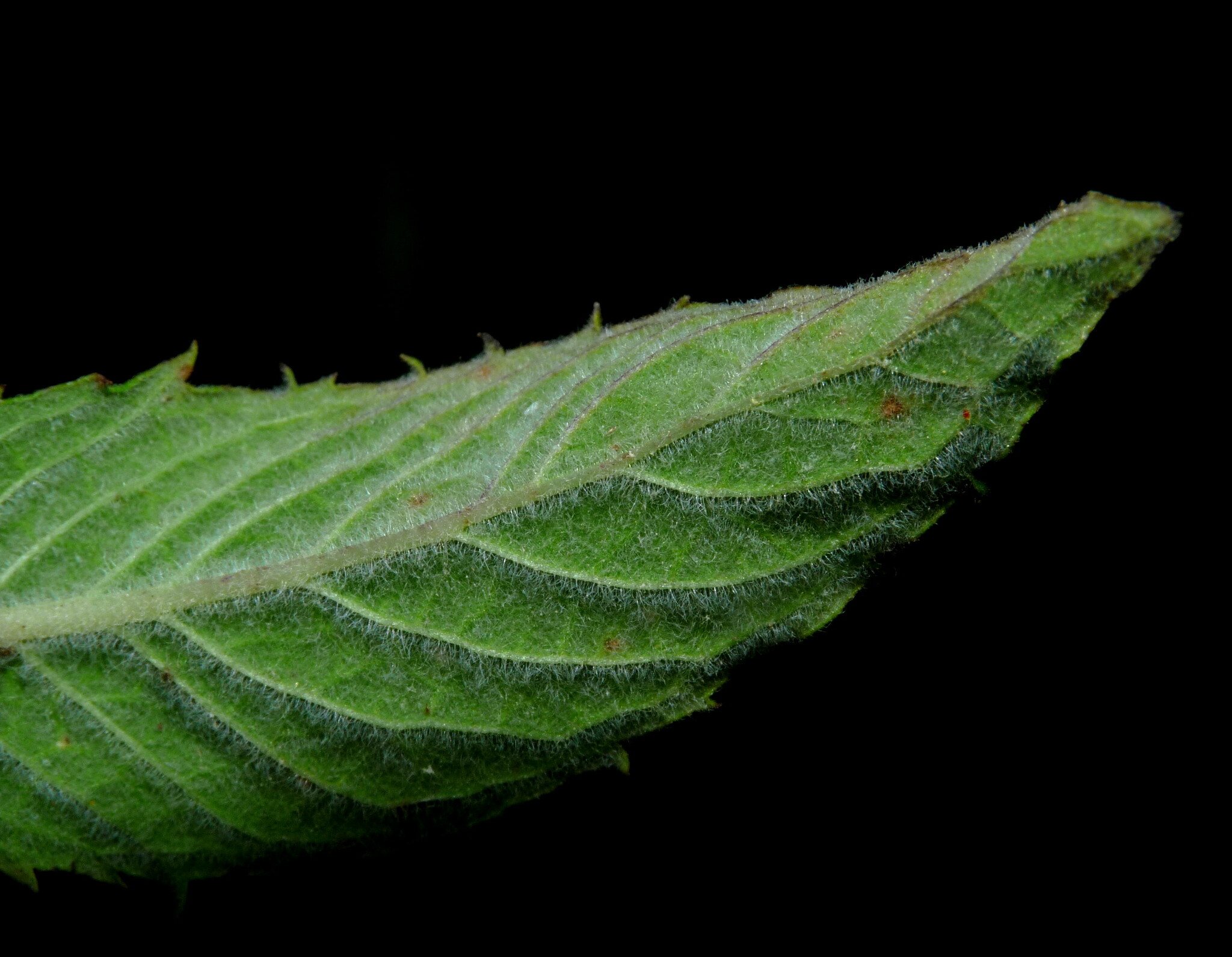 Imagem de Hortelã-verde