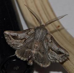 Drepanogynis dochmoleuca