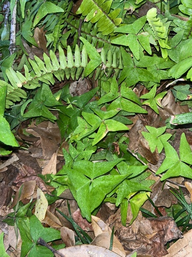 Oxalis dehradunensis, photograph 2
