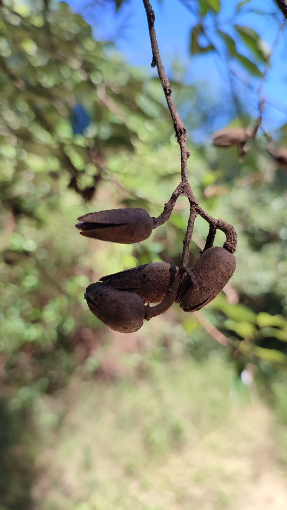 Imagem de Açoita-cavalo