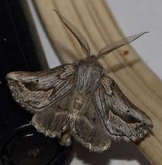 Drepanogynis dochmoleuca