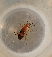 Nemognatha chrysomelina