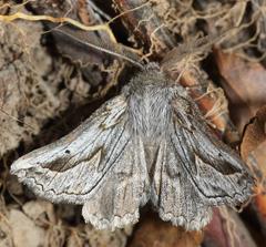 Drepanogynis dochmoleuca