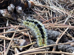 Lophocampa ingens