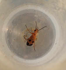 Nemognatha chrysomelina