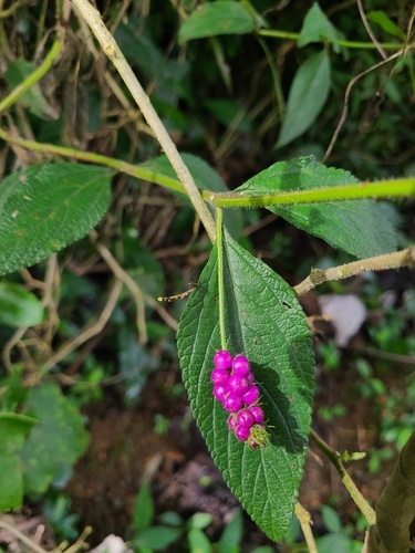 Milho-de-grilo