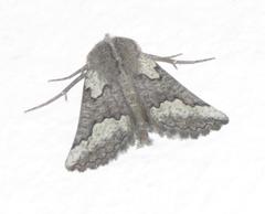 Drepanogynis interscripta