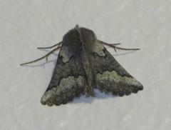 Drepanogynis interscripta