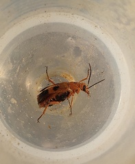 Nemognatha chrysomelina