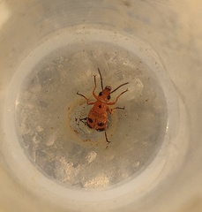 Nemognatha chrysomelina