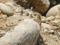 Sceloporus grandaevus