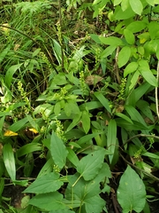 Platanthera flava flava