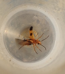 Nemognatha chrysomelina