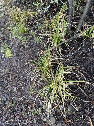 Image of Carex obispoensis by (c) harrier, some rights reserved (CC BY)