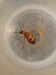 Nemognatha chrysomelina