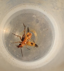 Nemognatha chrysomelina