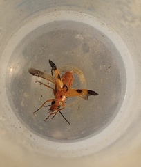 Nemognatha chrysomelina