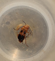 Nemognatha chrysomelina