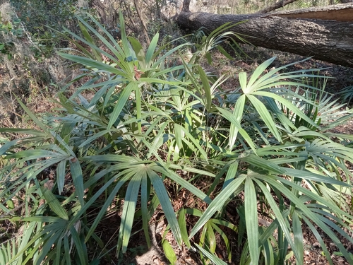 Foto de Palmeira-agulha