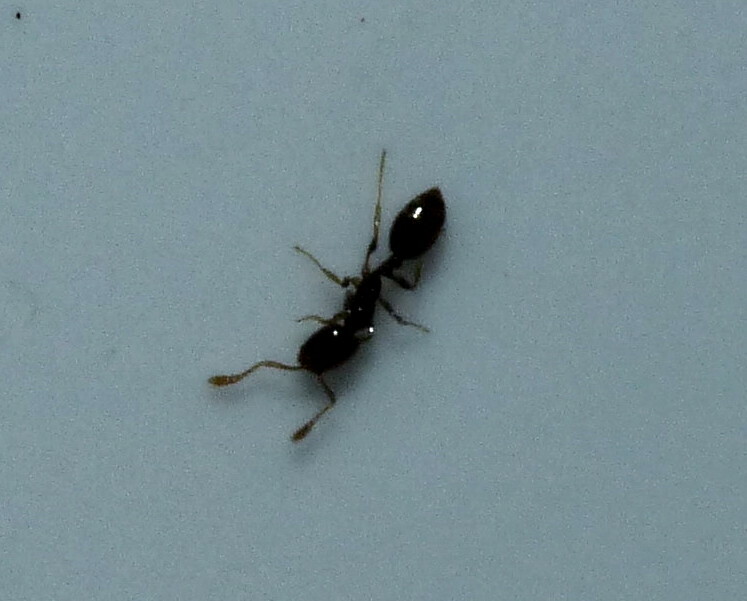 Monomorium antipodum