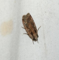 Eueretagrotis attentus