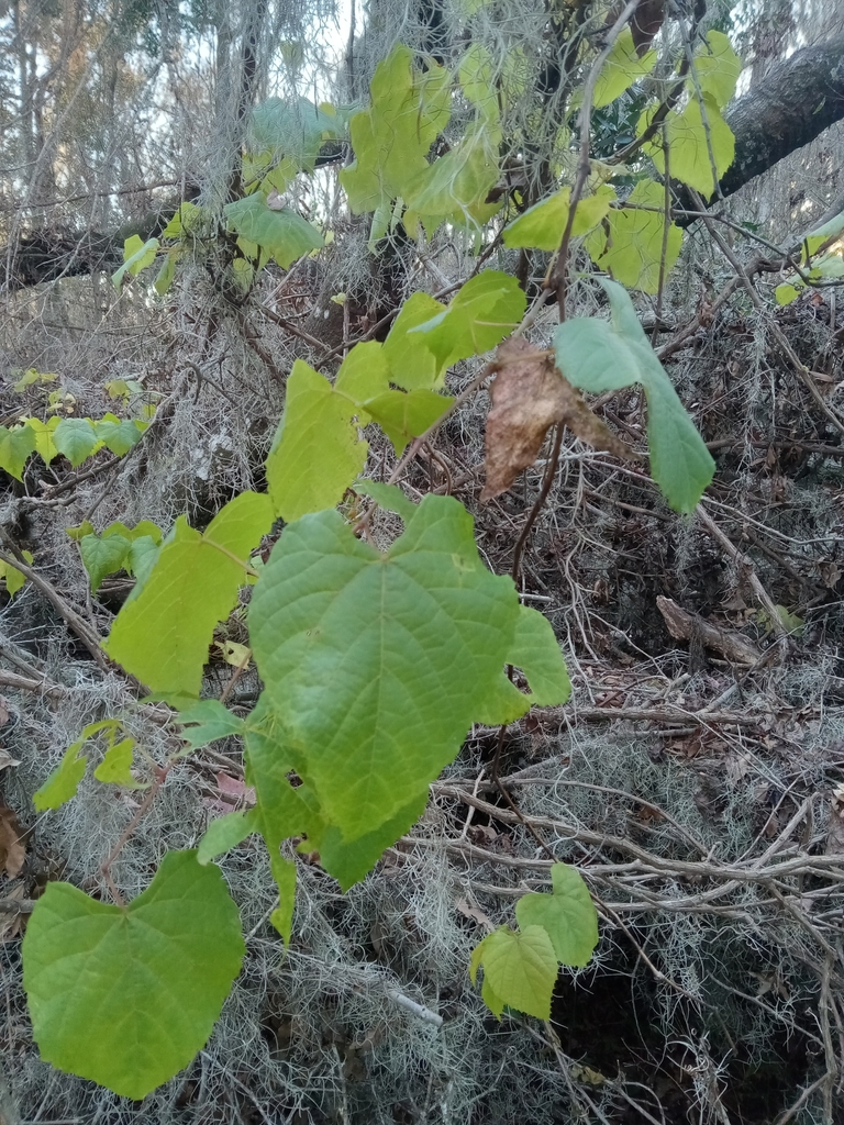Foto de Uva-do-mato