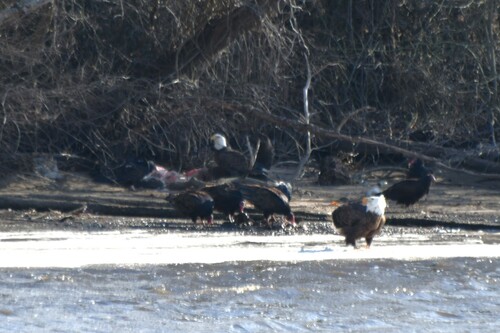 Turkey Vulture photographed in Maryland