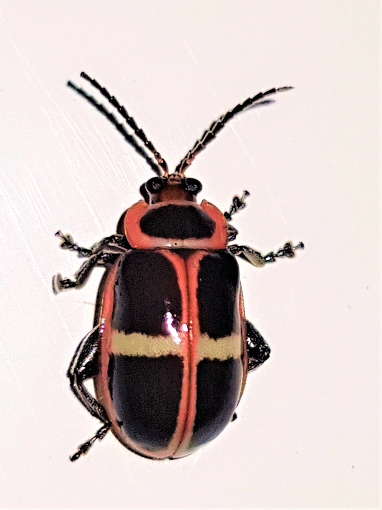 Asphaera clerica