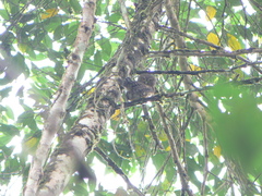 Glaucidium nubicola