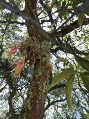 Tillandsia erubescens
