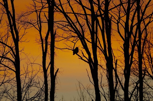 Great Horned Owl photographed in Indiana