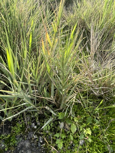 Saltgrass