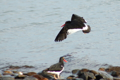 Haematopus leucopodus