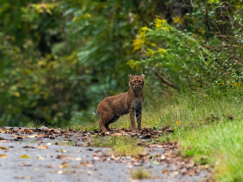 Bobcat photographed in Pennsylvania