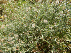 Erigeron divaricatus