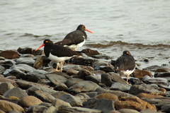 Haematopus leucopodus