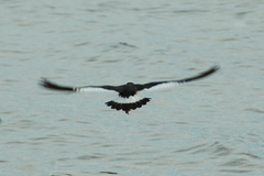 Haematopus leucopodus