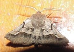 Drepanogynis sinuata