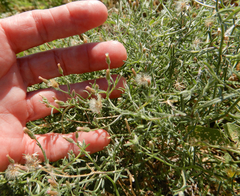 Erigeron divaricatus