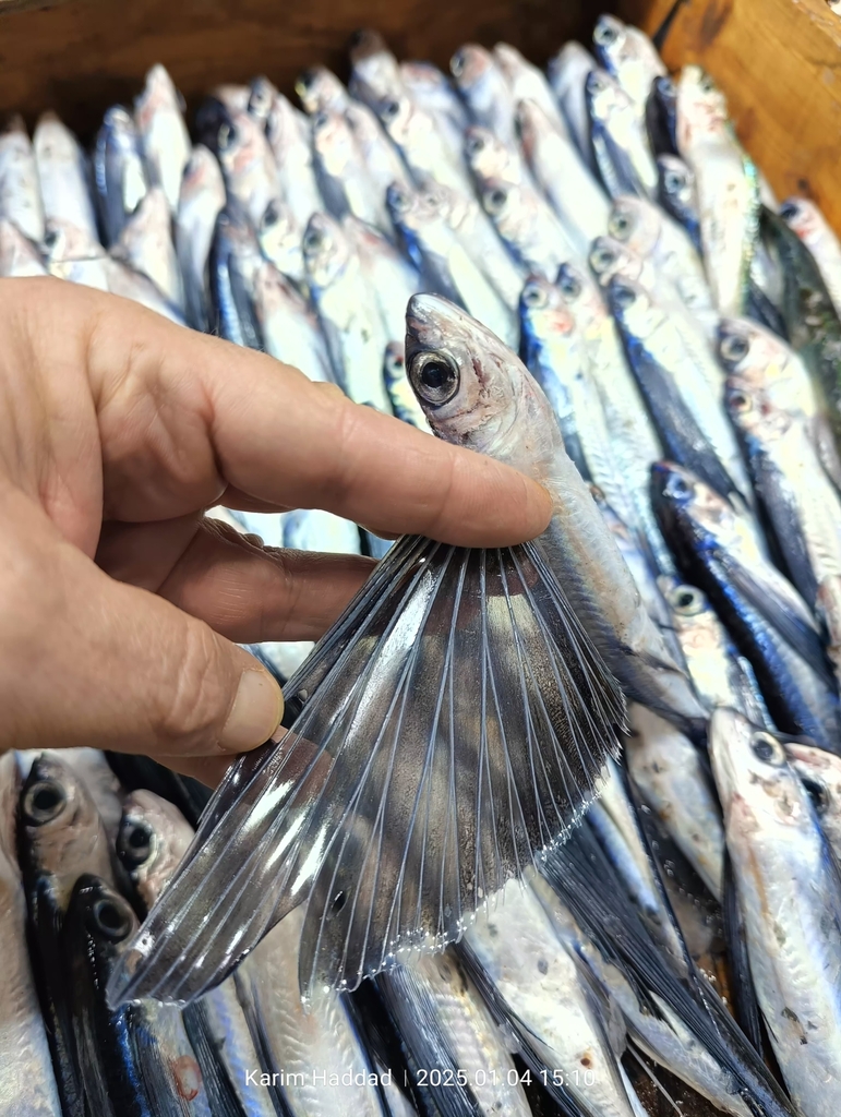 Atlantic Black Wing Flyingfish