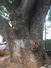 Enterolobium cyclocarpum