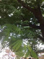 Enterolobium cyclocarpum