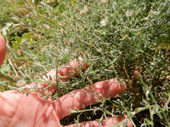 Erigeron divaricatus