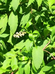 Phytolacca americana