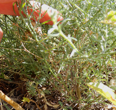 Erigeron divaricatus