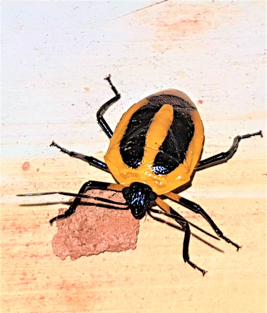 Arocera aequinoxialis