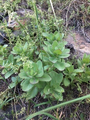 Hylotelephium telephium