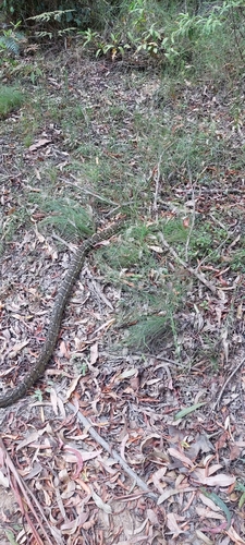 Coastal Carpet Python sighting